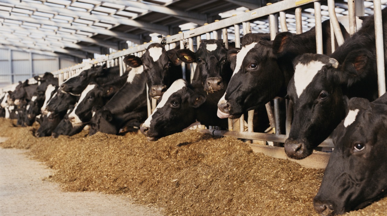 DEDICATED FARMERS HAPPY COWS REAL MILK visual data 7